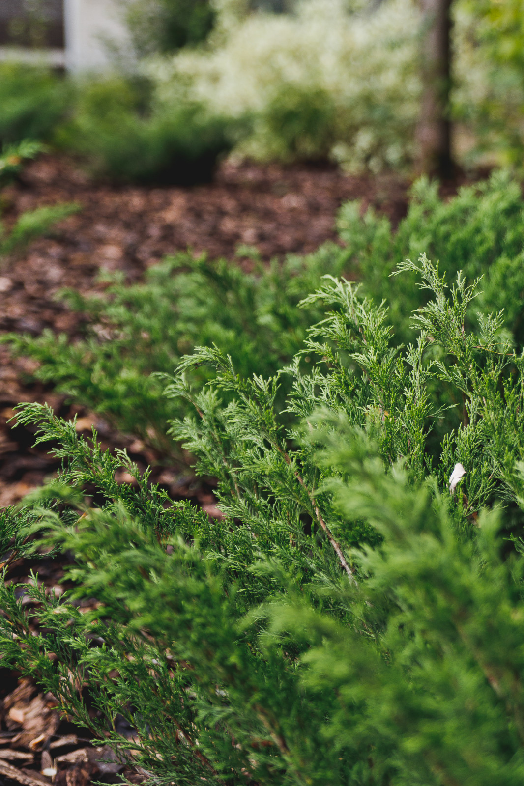 Сад на краю леса