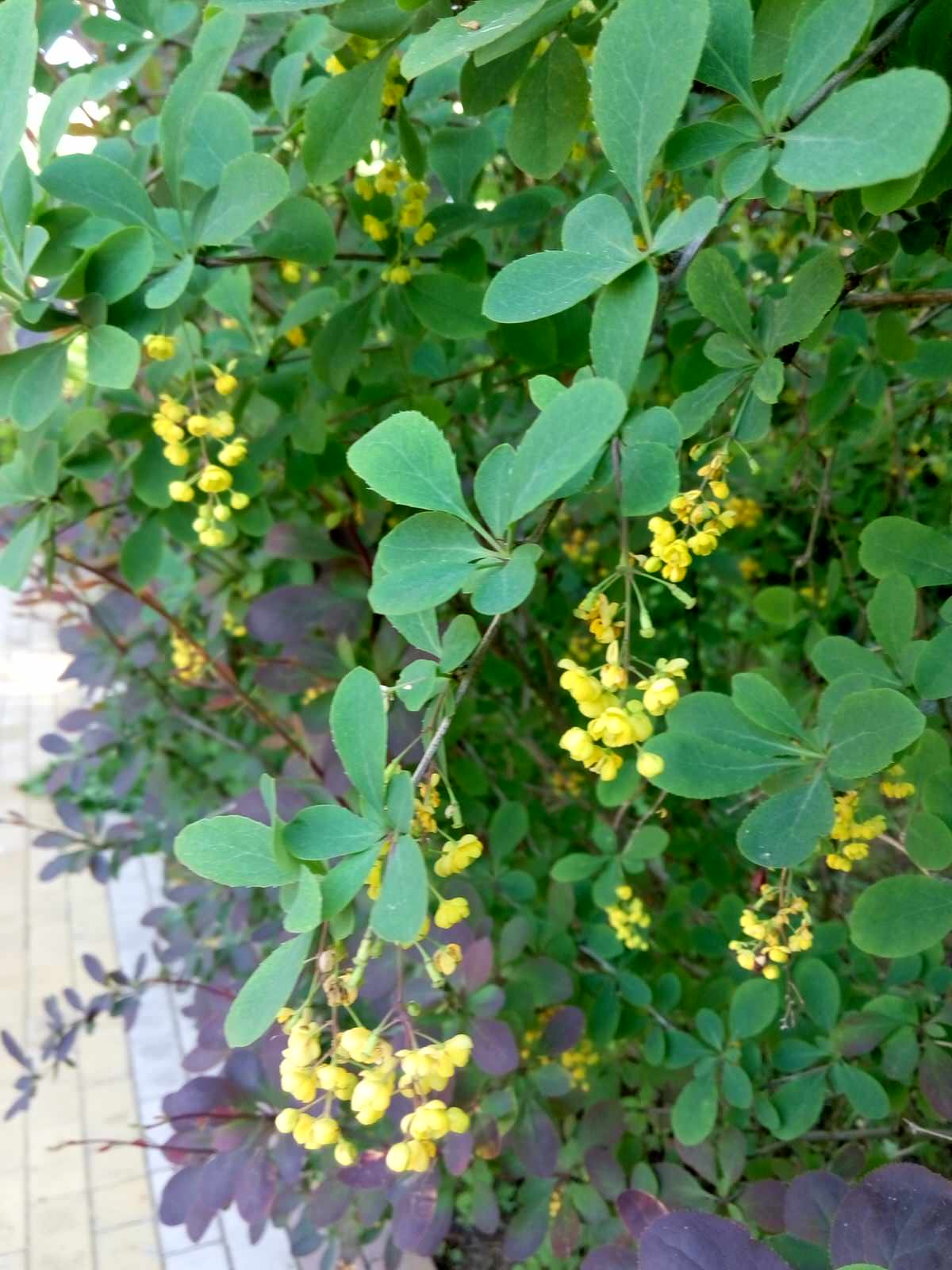 В закладки: Быстрорастущие деревья и кустарники