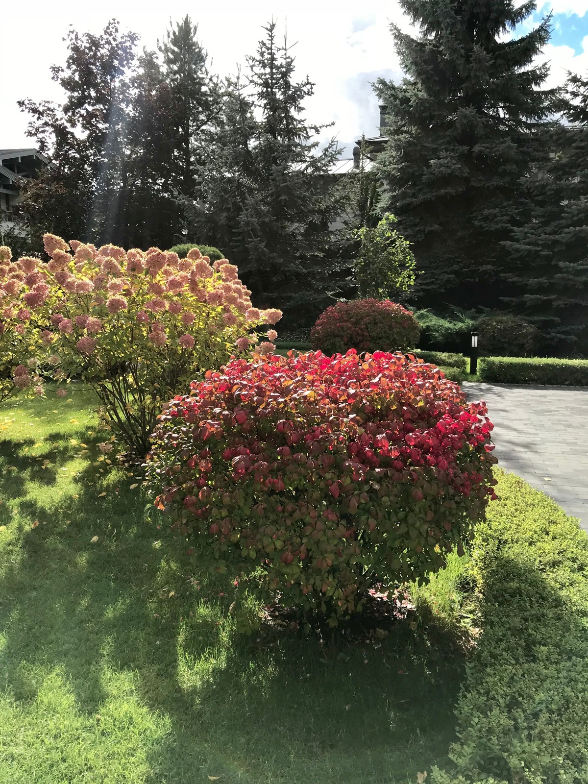 Зелёный лес