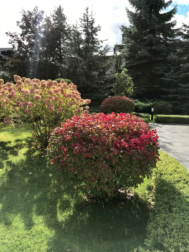 Зелёный лес