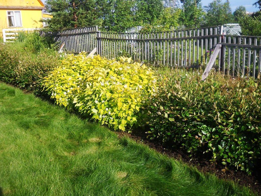 Живая изгородь