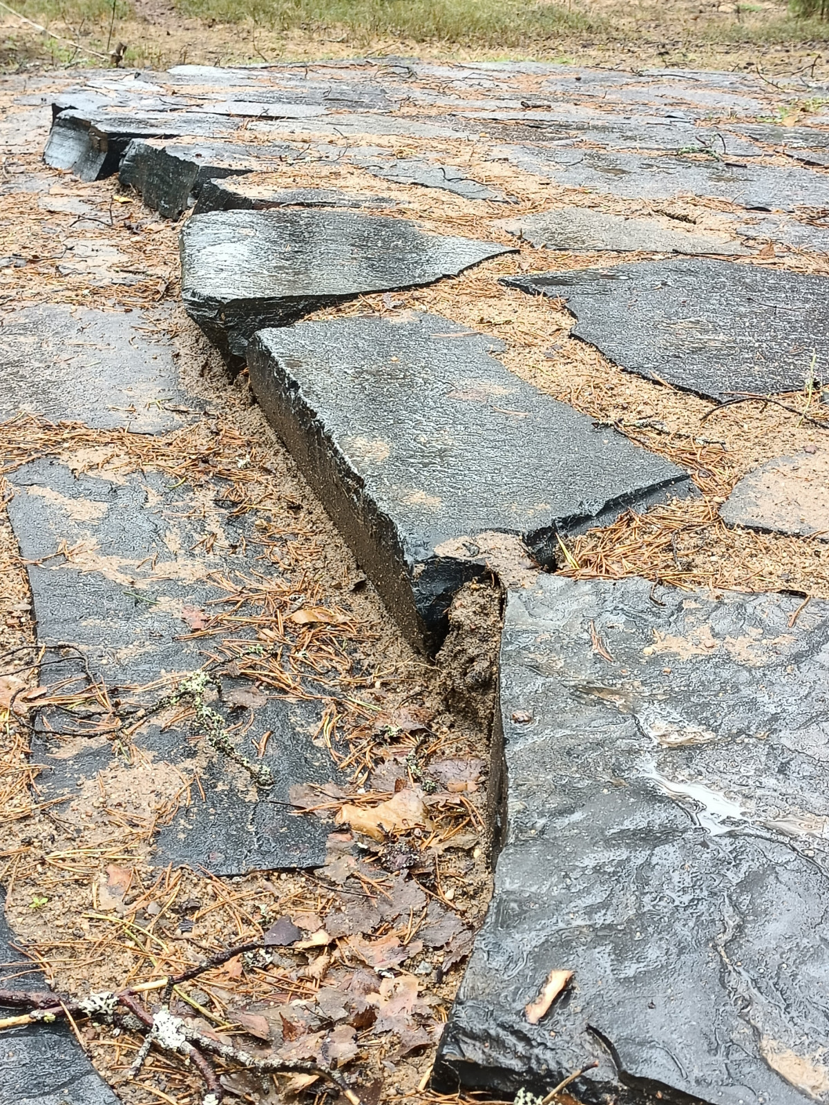 Участок в сосновом лесу, 2020г