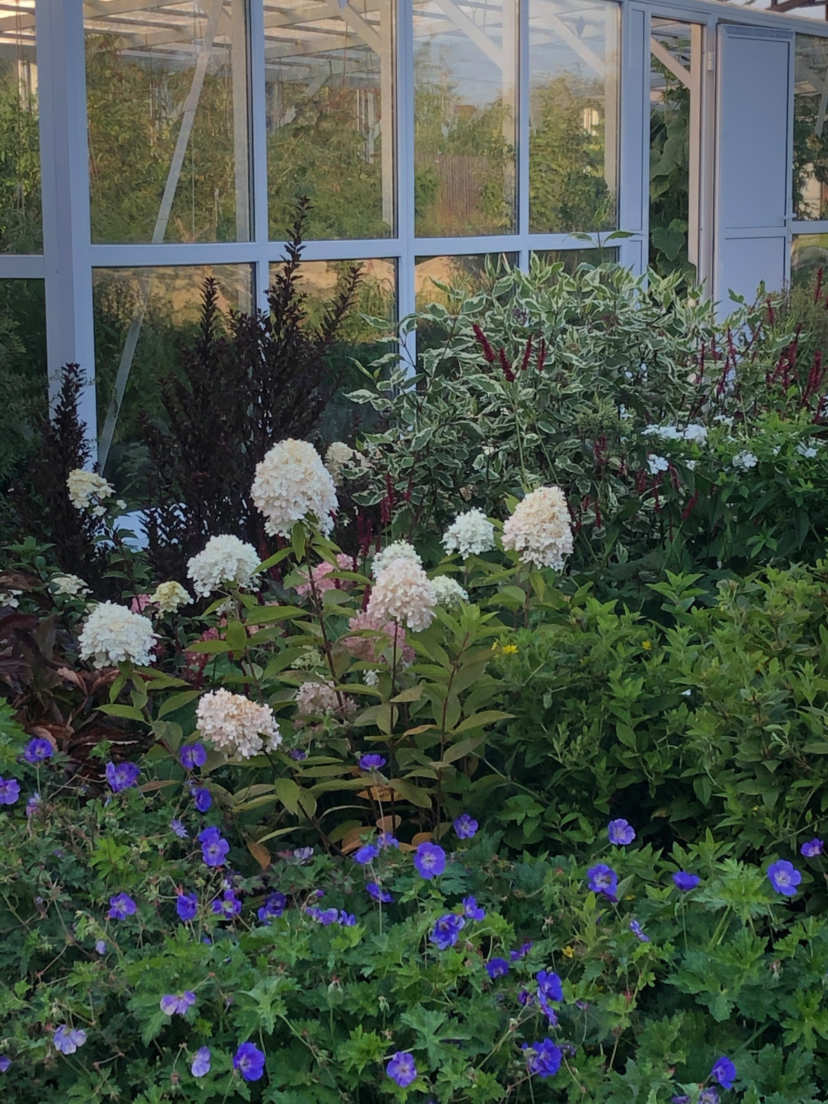 Миксбордер на фоне оранжереи