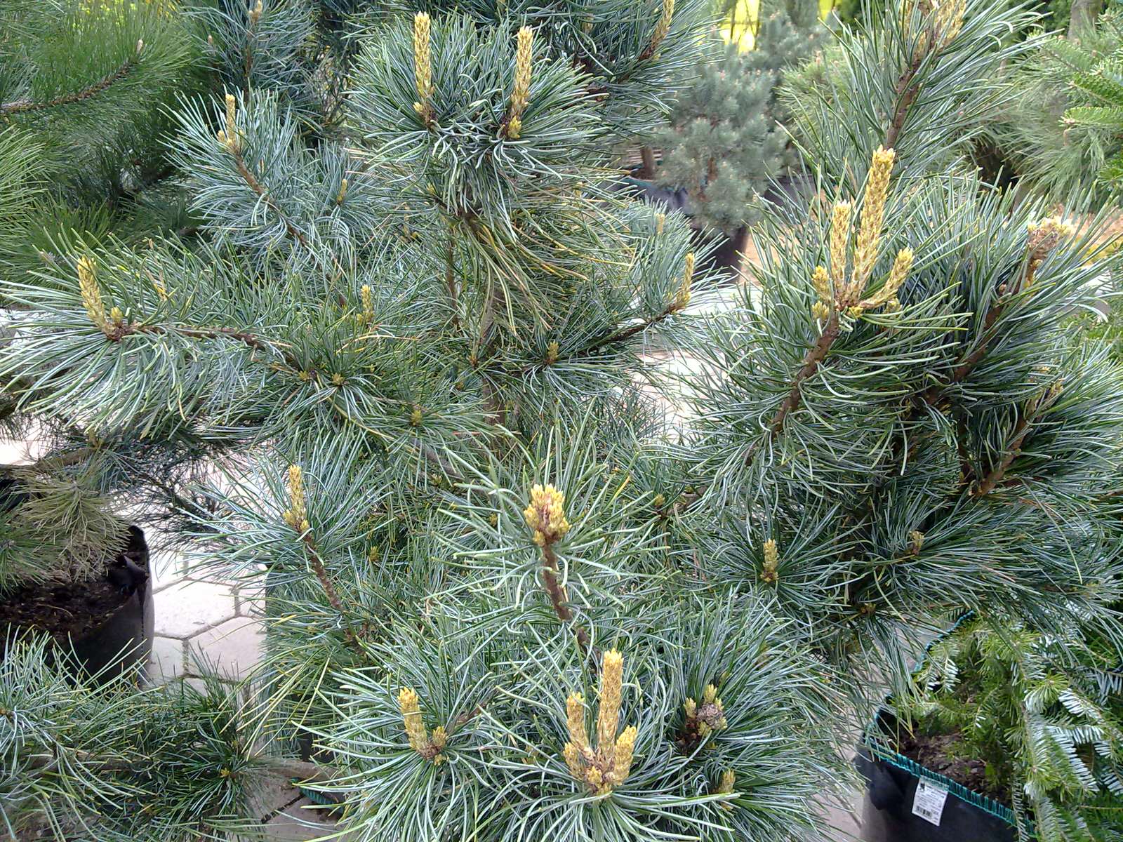 Обложка проекта: Лесная поляна