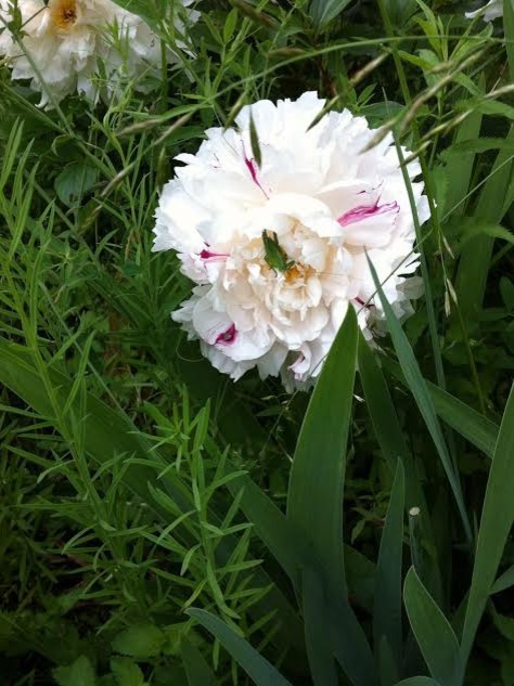 В гостях: Сад на выходные для родителей