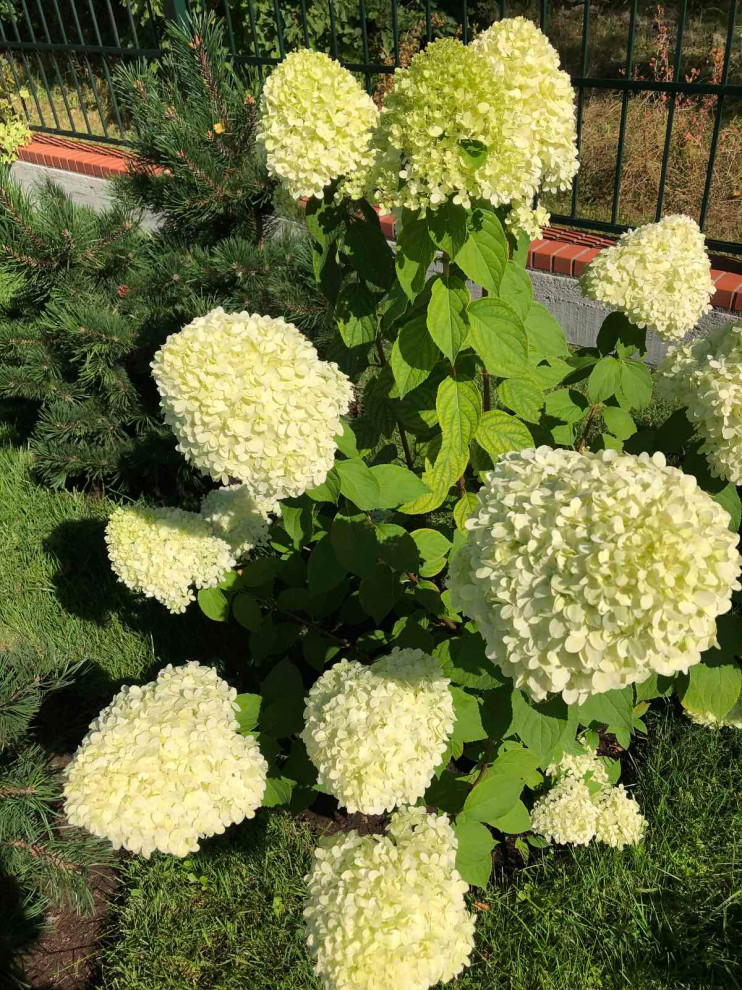 Озеленение территории г. Гурьевск, Калининградская область