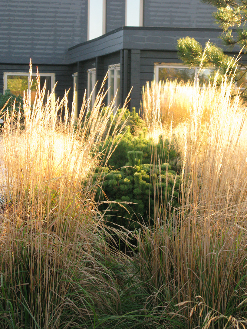 Houzz Белоруссия: Сад в тумане