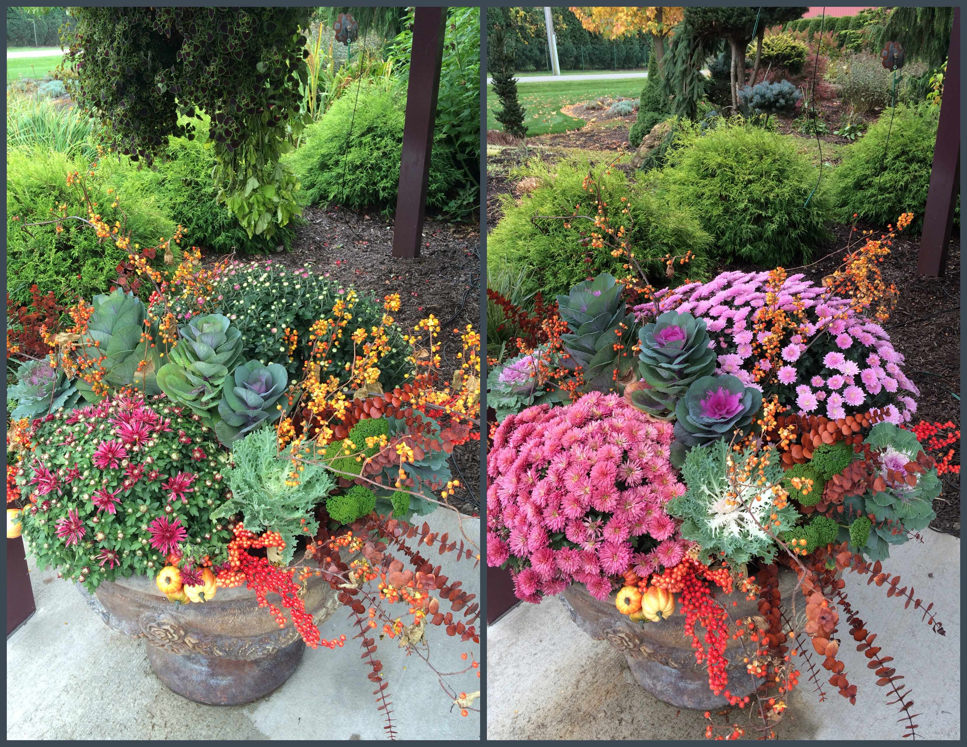 Как правильно: Горшечный сад осенью — проводим апгрейд