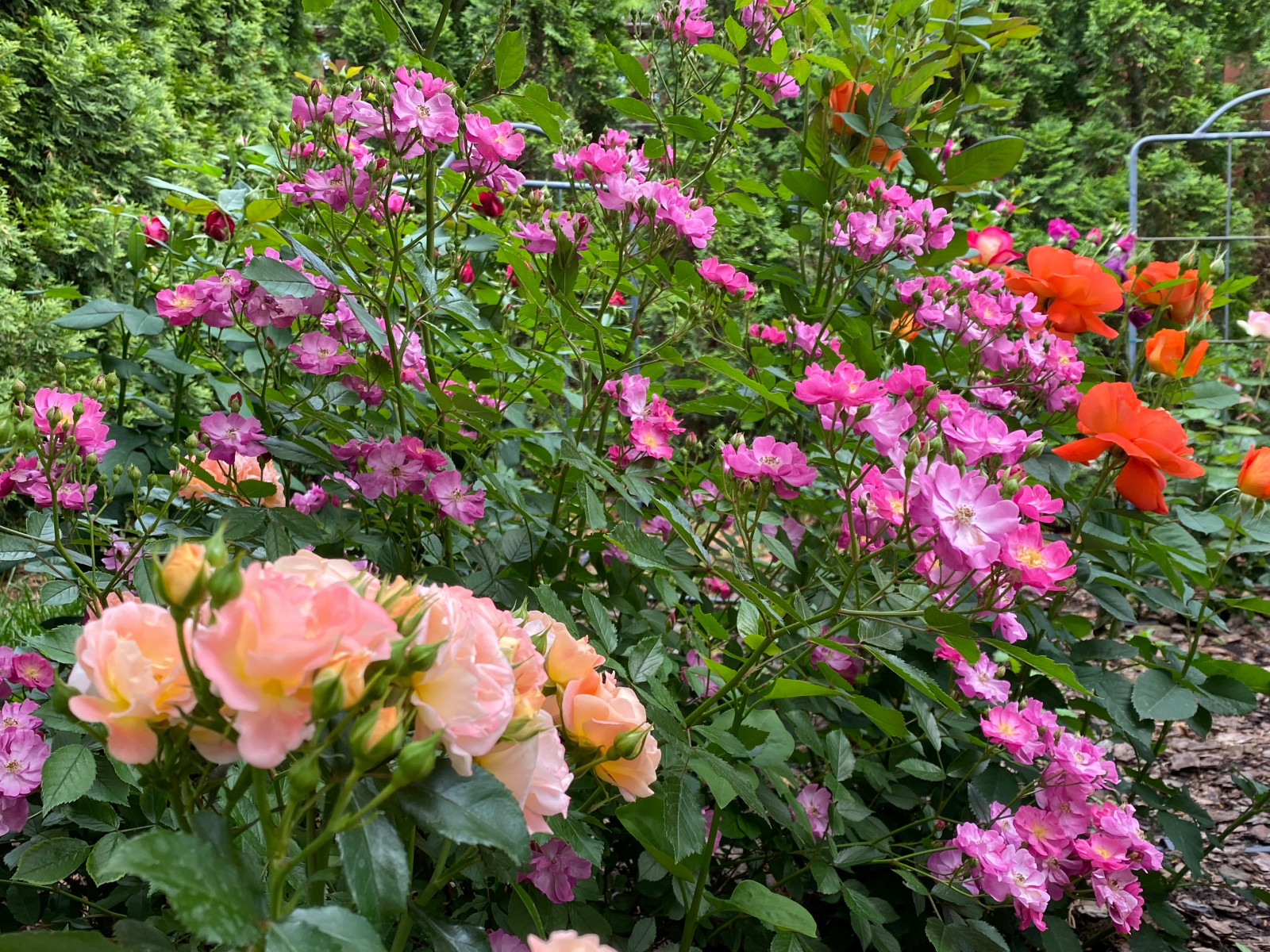 КП Пестово "Evergreen'