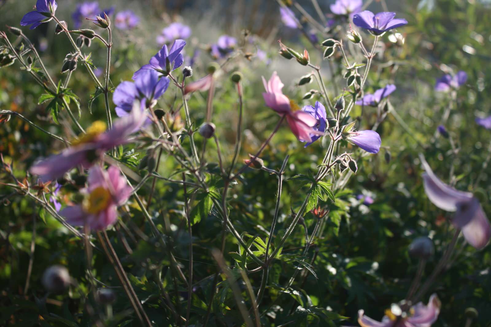 Цветники Советской площади