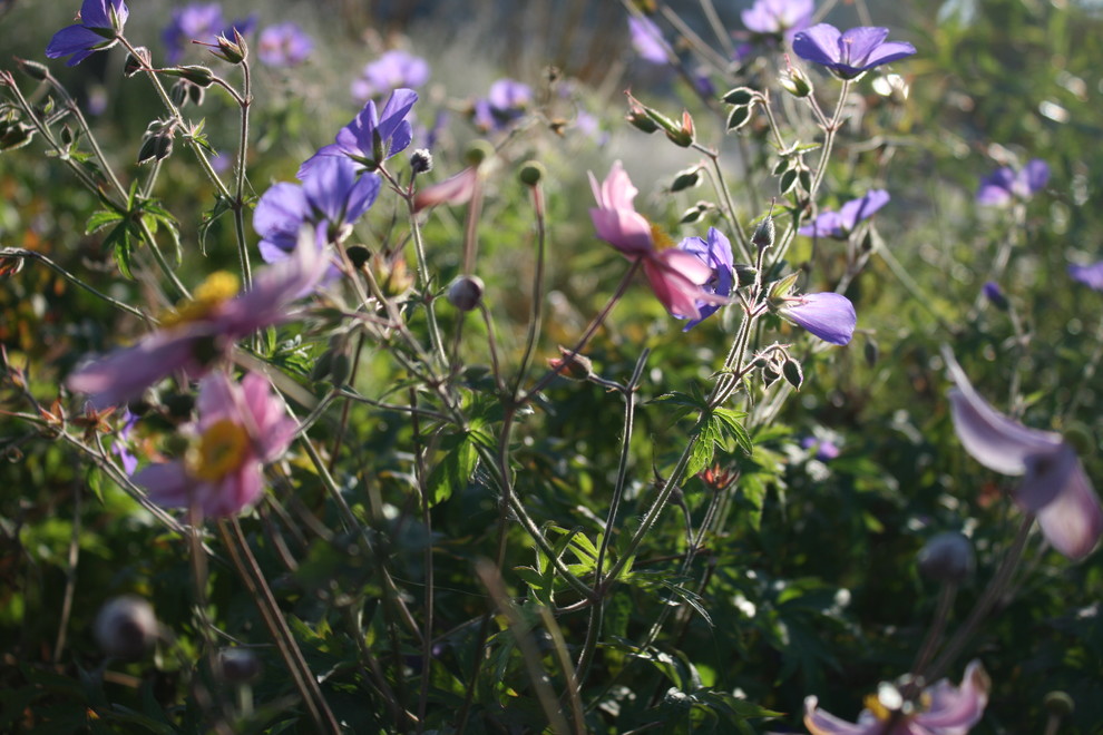 Цветники Советской площади