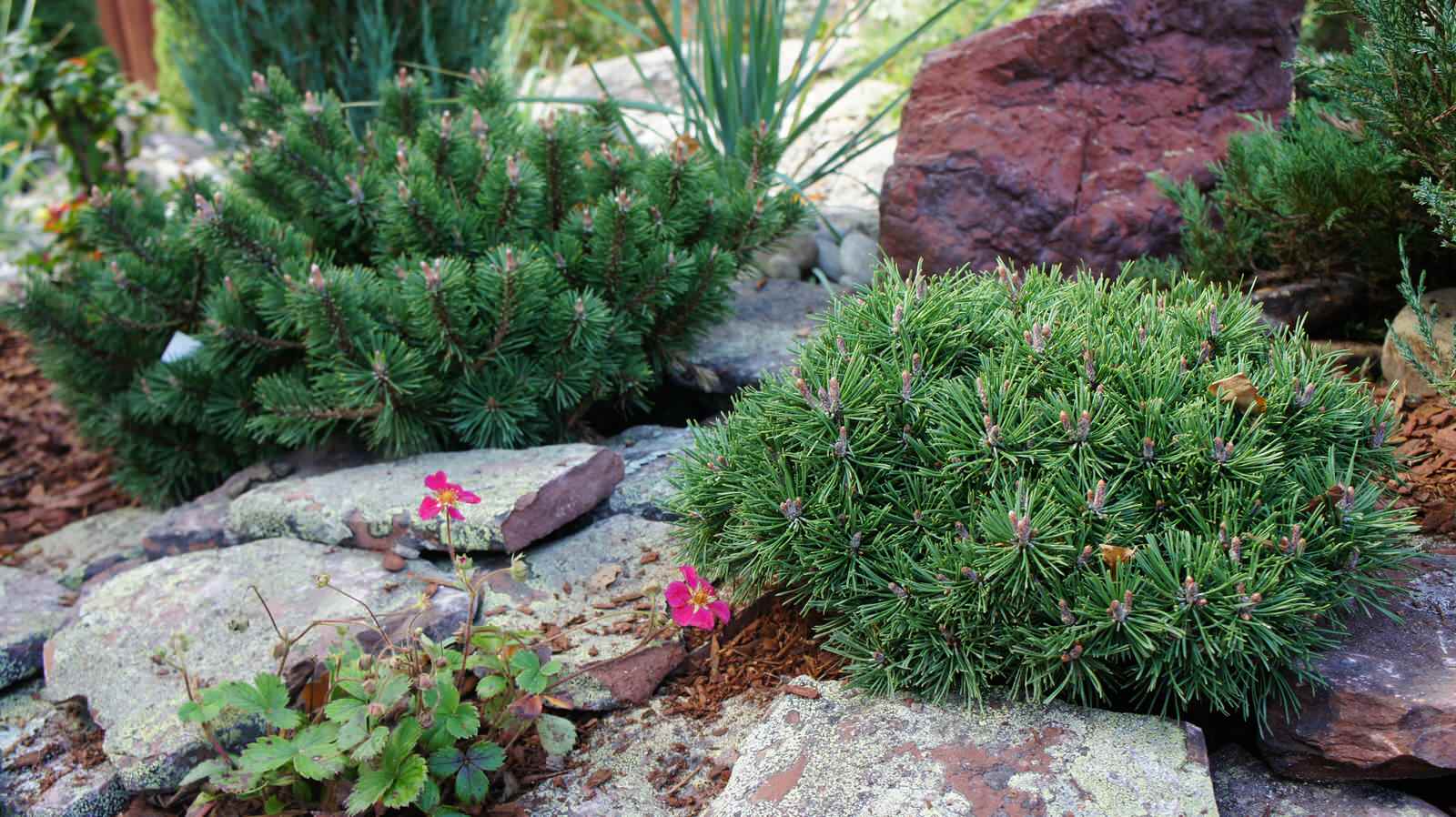 Обложка альбома: Сад