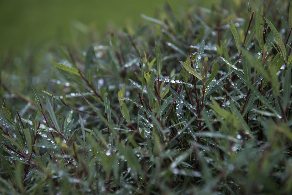 В гостях: Сад в идеальной форме... круга