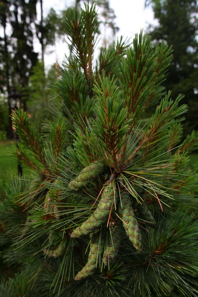 Чисты пруды