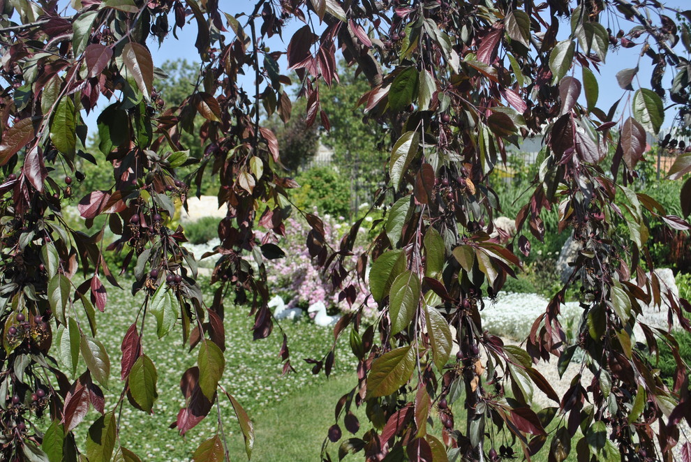 Обложка проекта: Сад над морем.