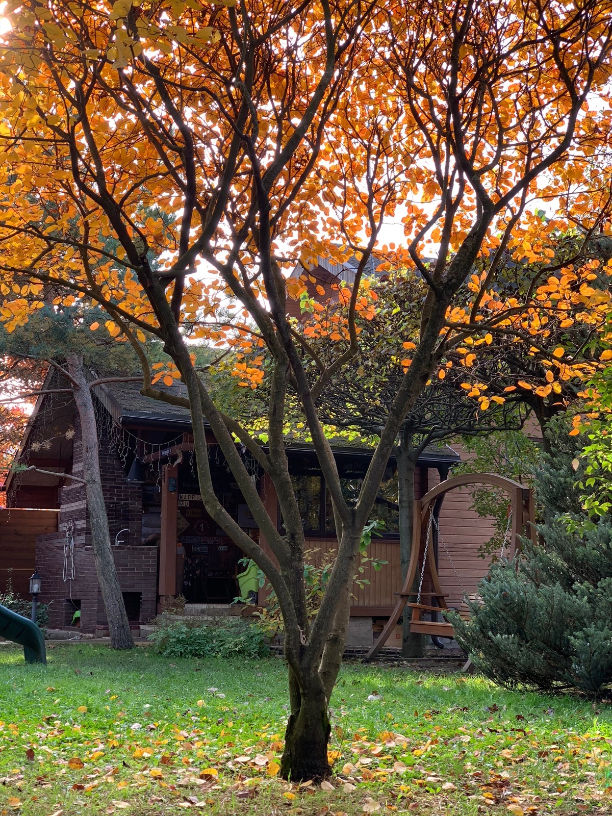 Буйство красочных форм в осеннем саду