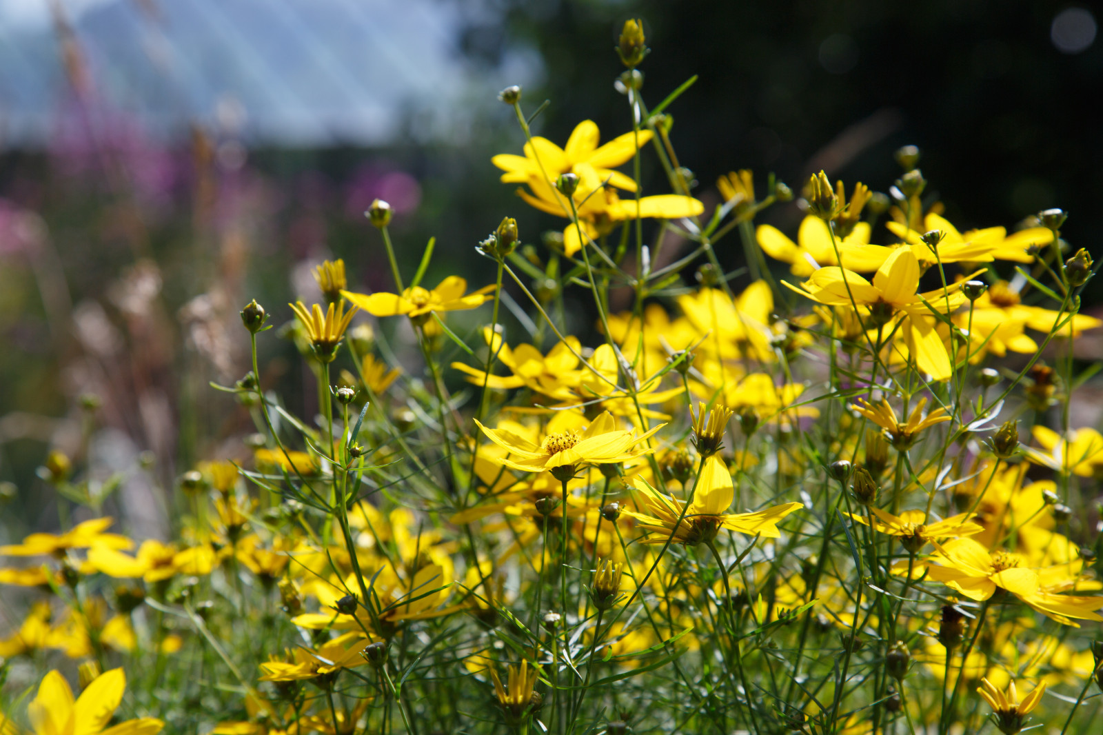 Портреты растений