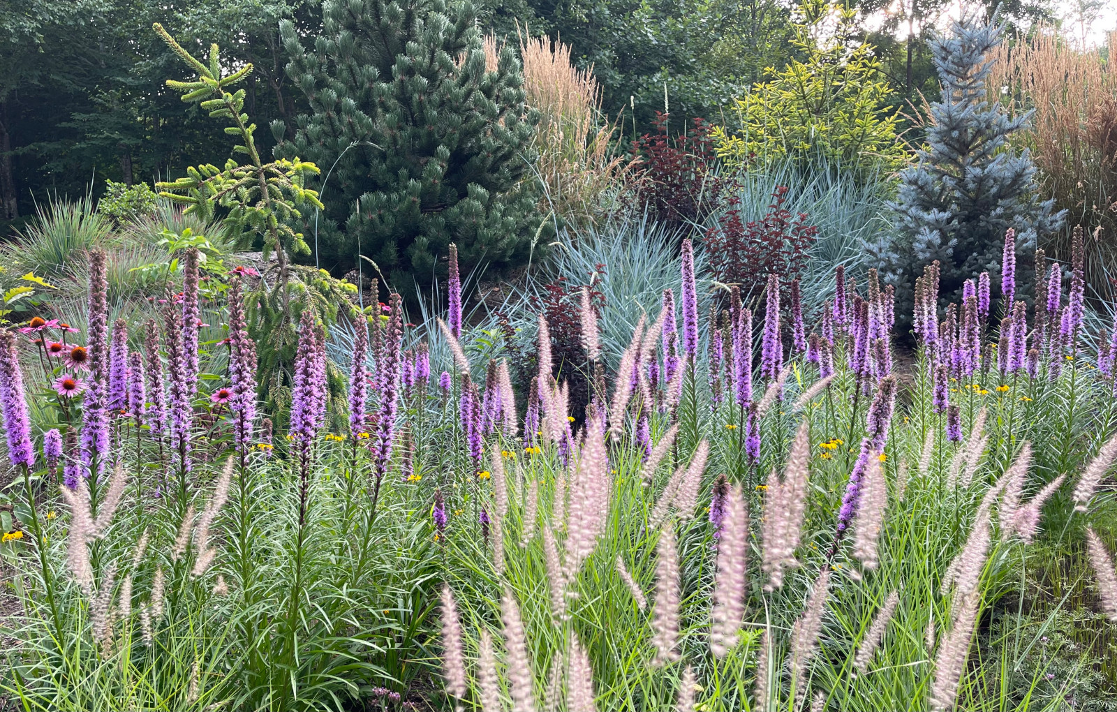 Как правильно: Посадочный материал для сада «новой волны»