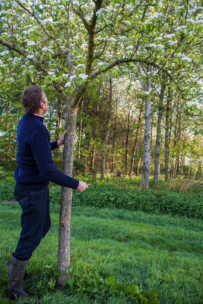 На прививку становись: Зачем и как прививают деревья
