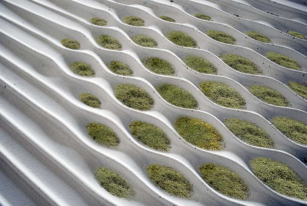 Вопрос: Есть ли альтернатива девичьему винограду на фасаде