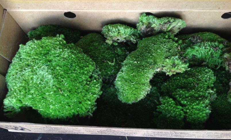 Своими руками: Как сделать декоративный мох основой декора