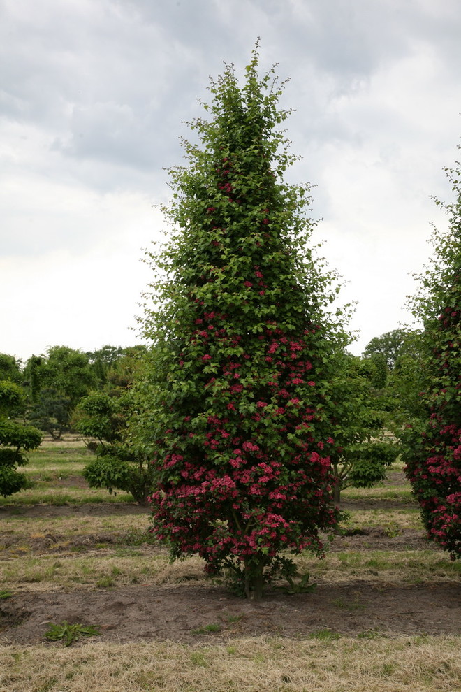 Стрижка кустов и деревьев: Азы выбора растений, алгоритм работ