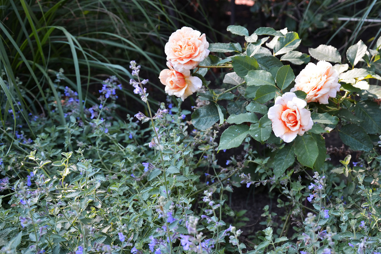 Современный сад в КП "Бенилюкс" вилла 2