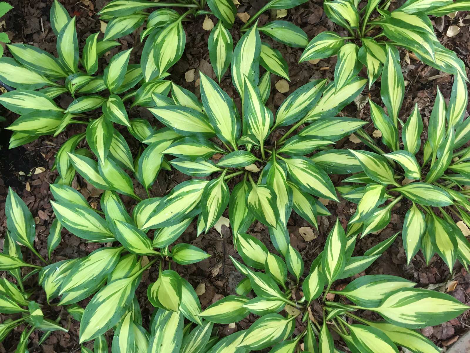 Лесной участок в Подмосковье