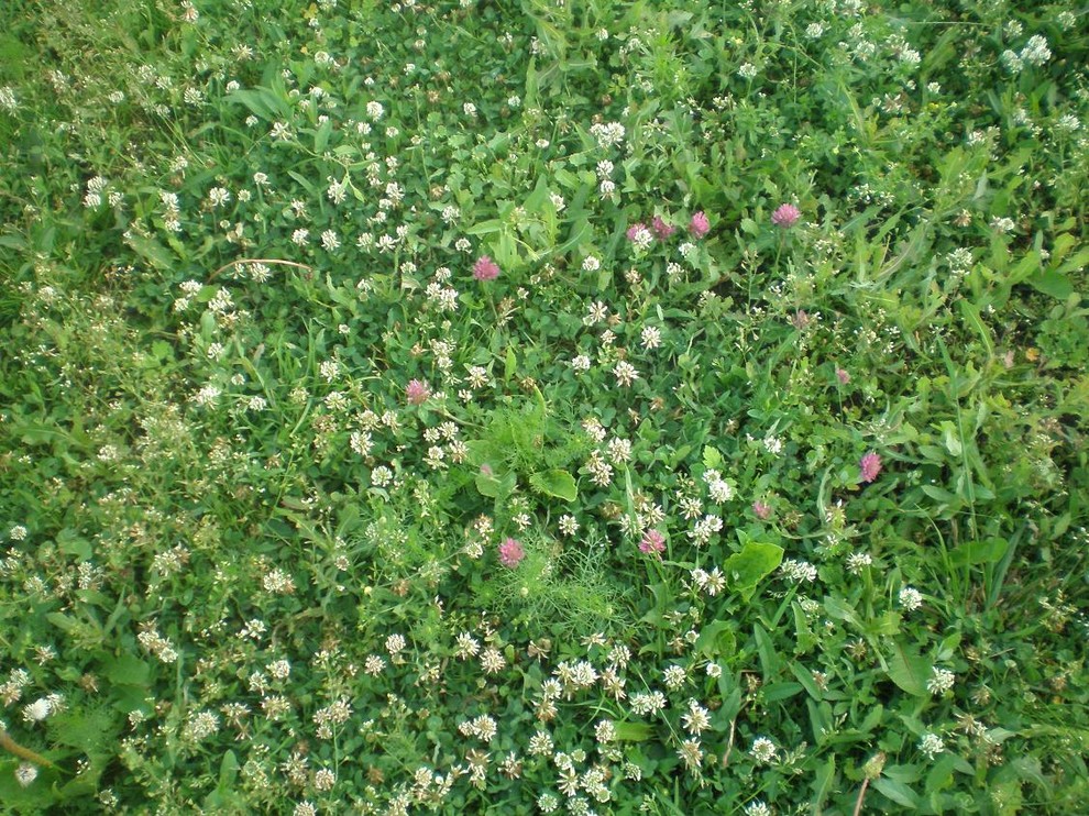 Природное земледелие: Мульчирование и задернение «для ленивых»