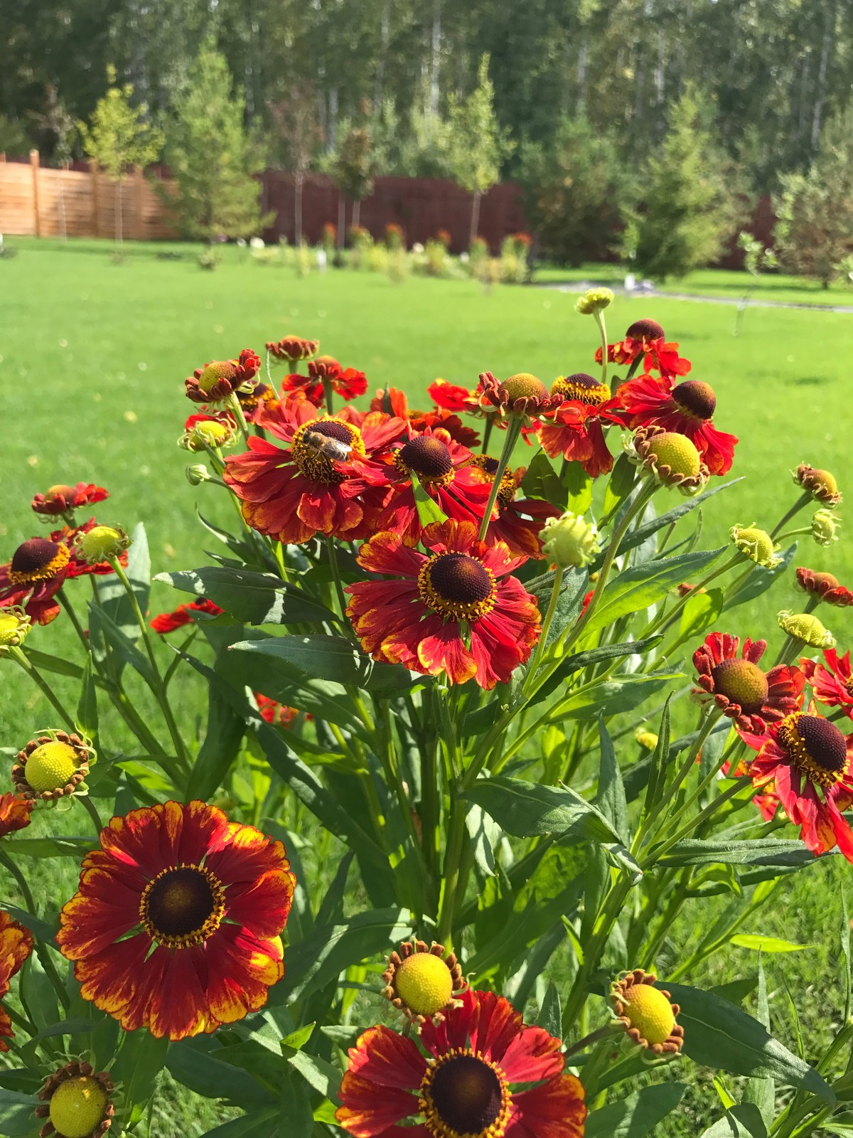 Малинки Виладж