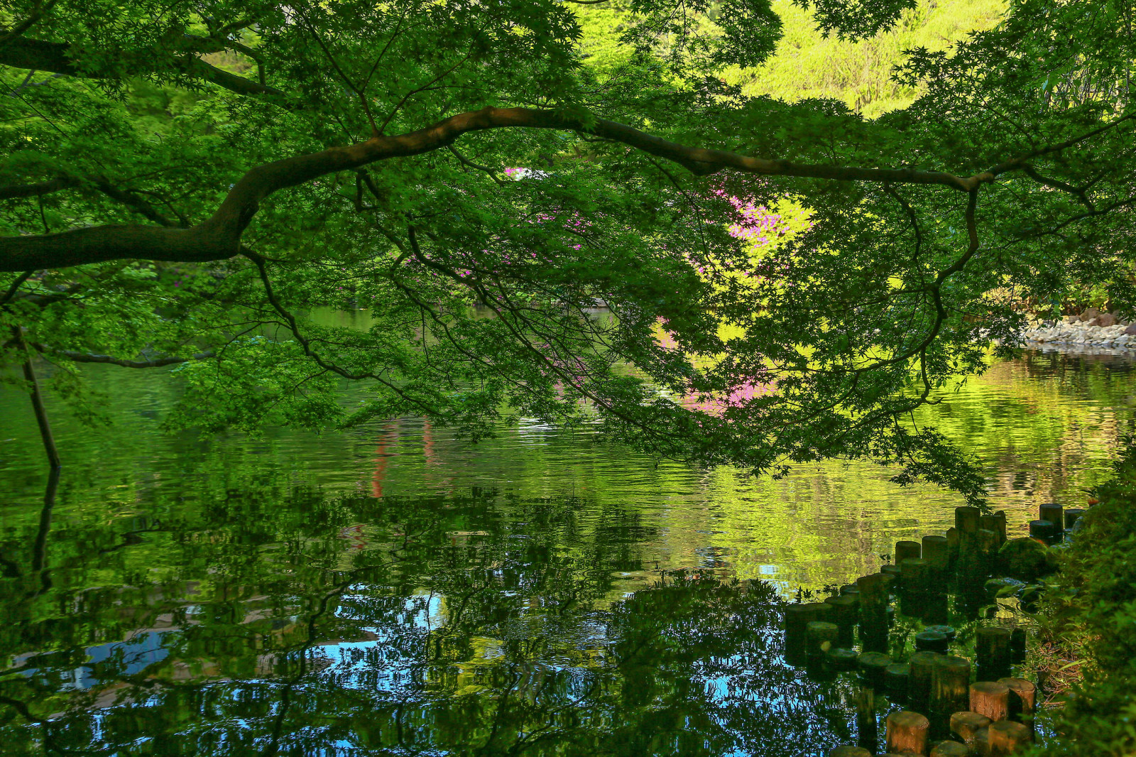 Исторический сад Happoen Garden, Tokyo, Japan