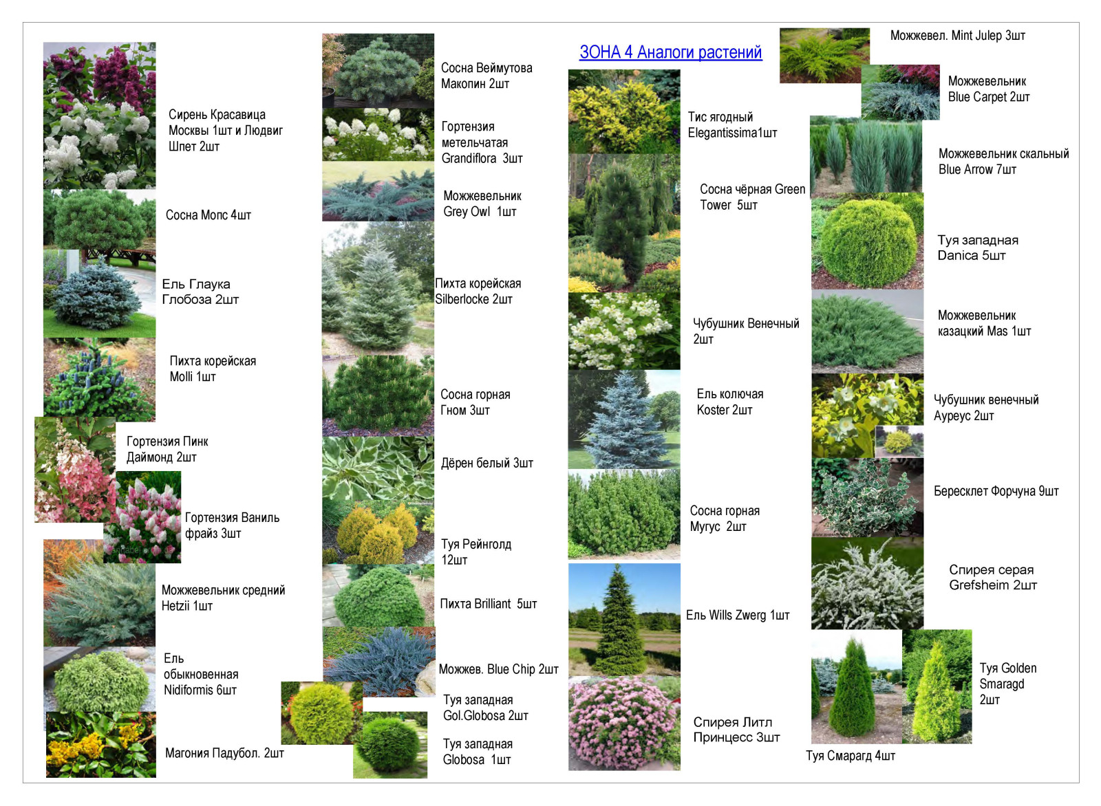 Ассортимент растений