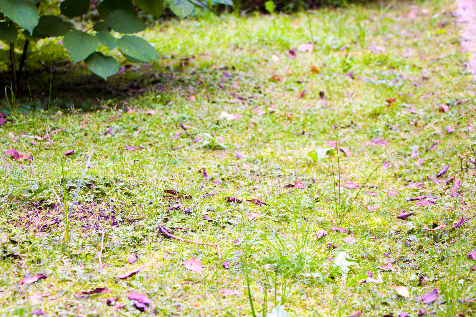 Баковка, 2018 г.