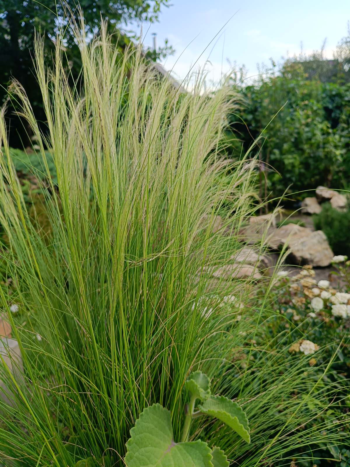 Современный цветник