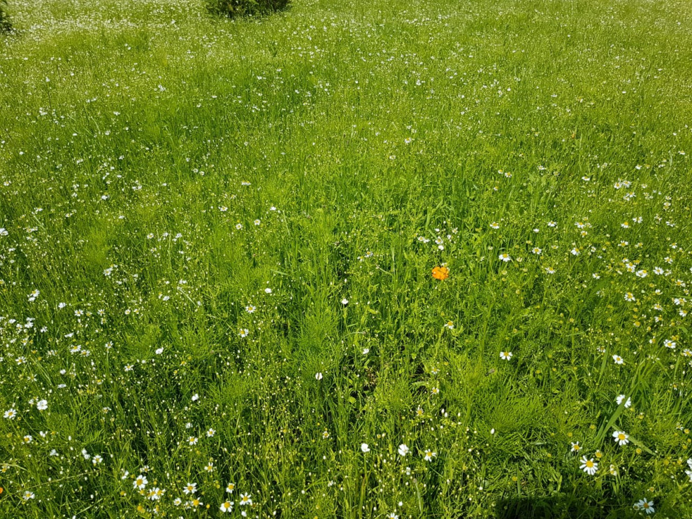 Укладка газона