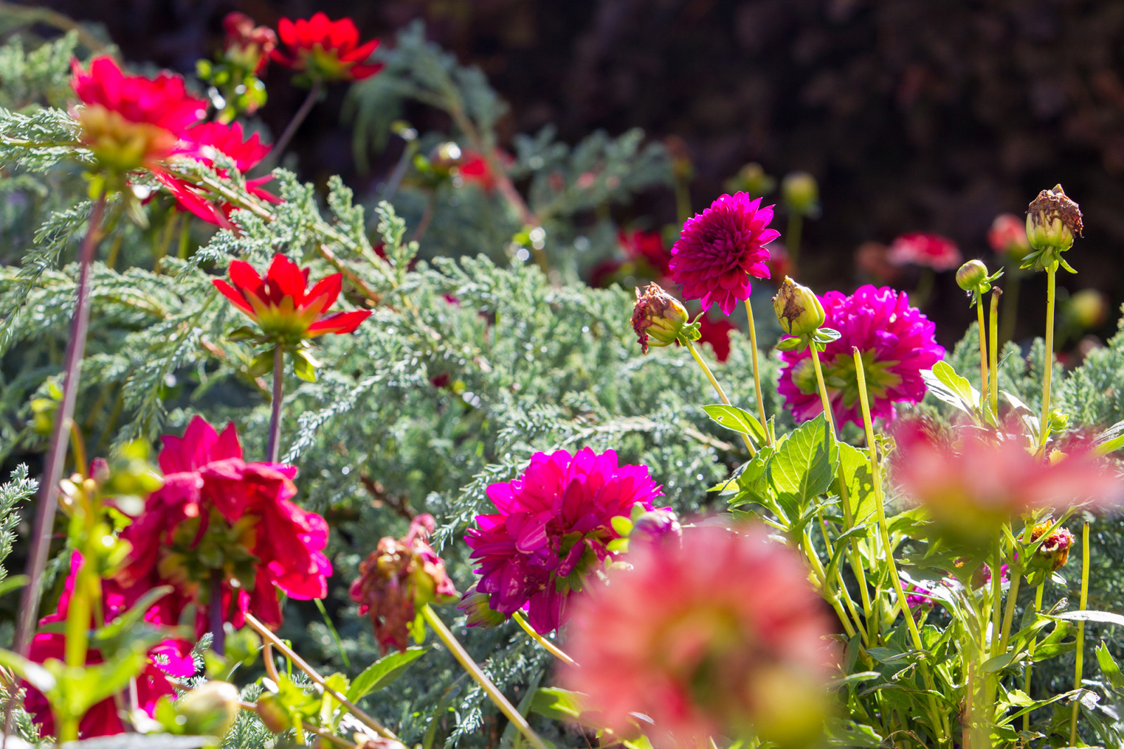 Сад на Пятницком шоссе.  Дизайнер Лариса Юрова