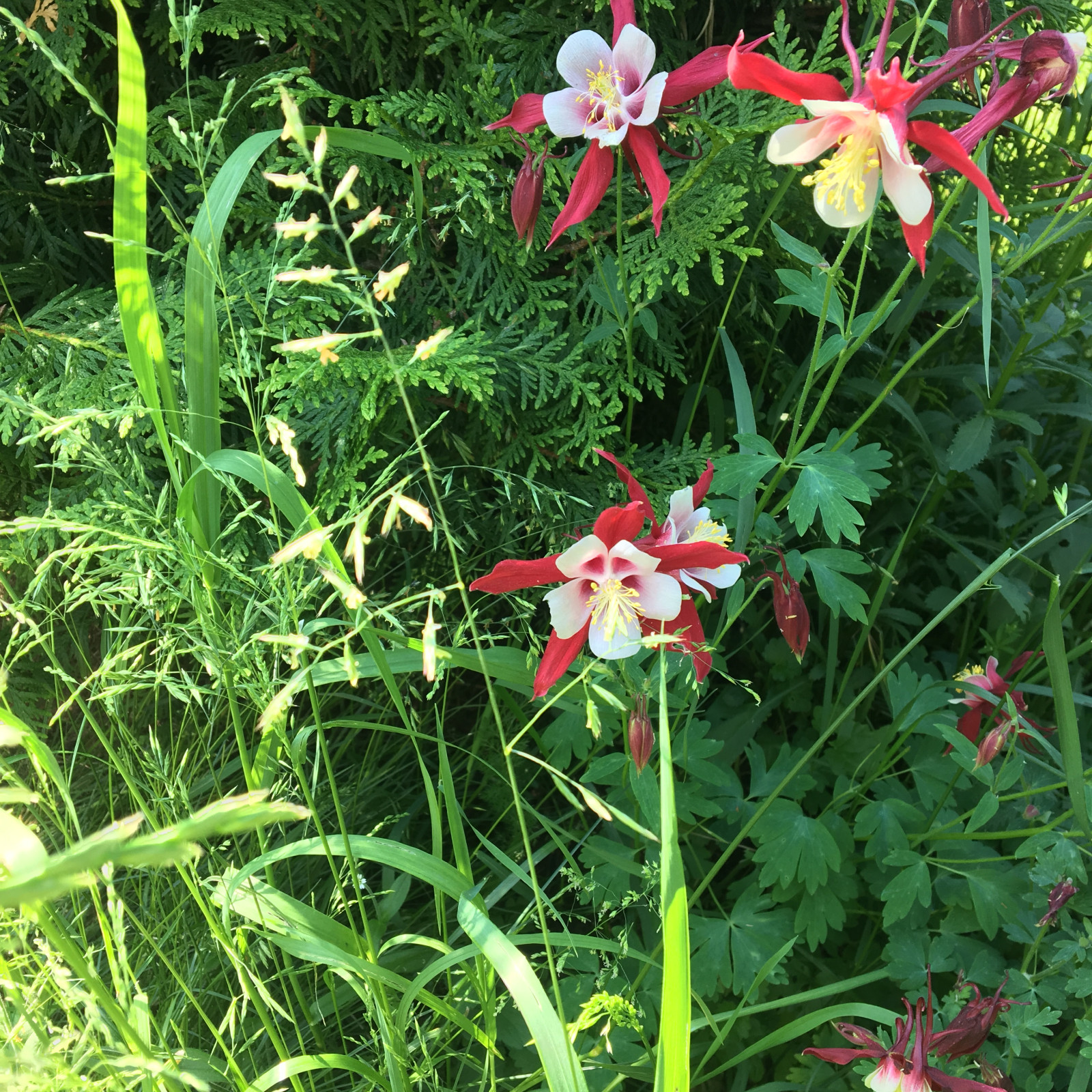 Цветники в природном стиле