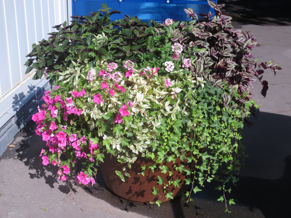 Обложка проекта: вазоны