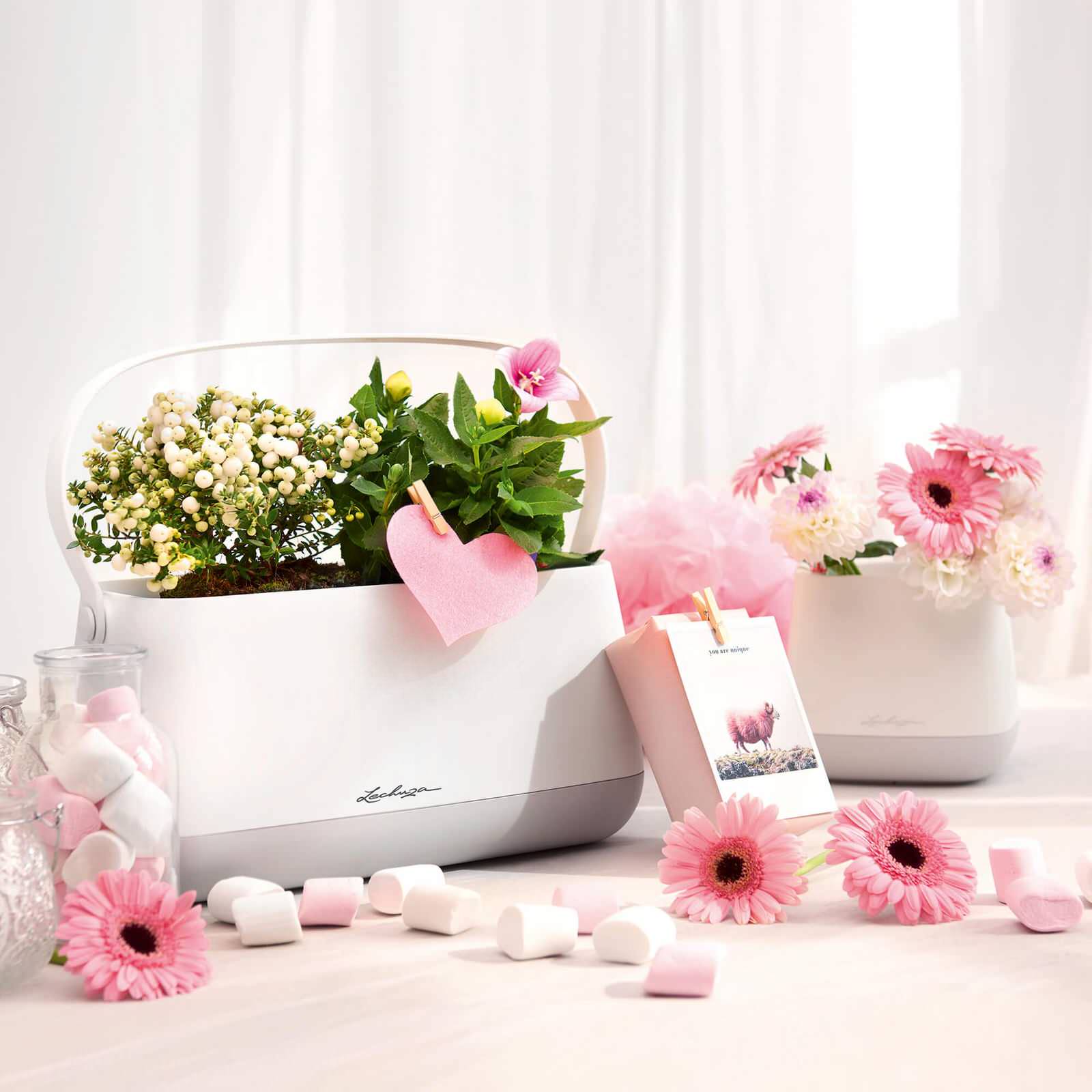 Как правильно: Ухаживать за комнатными растениями осенью