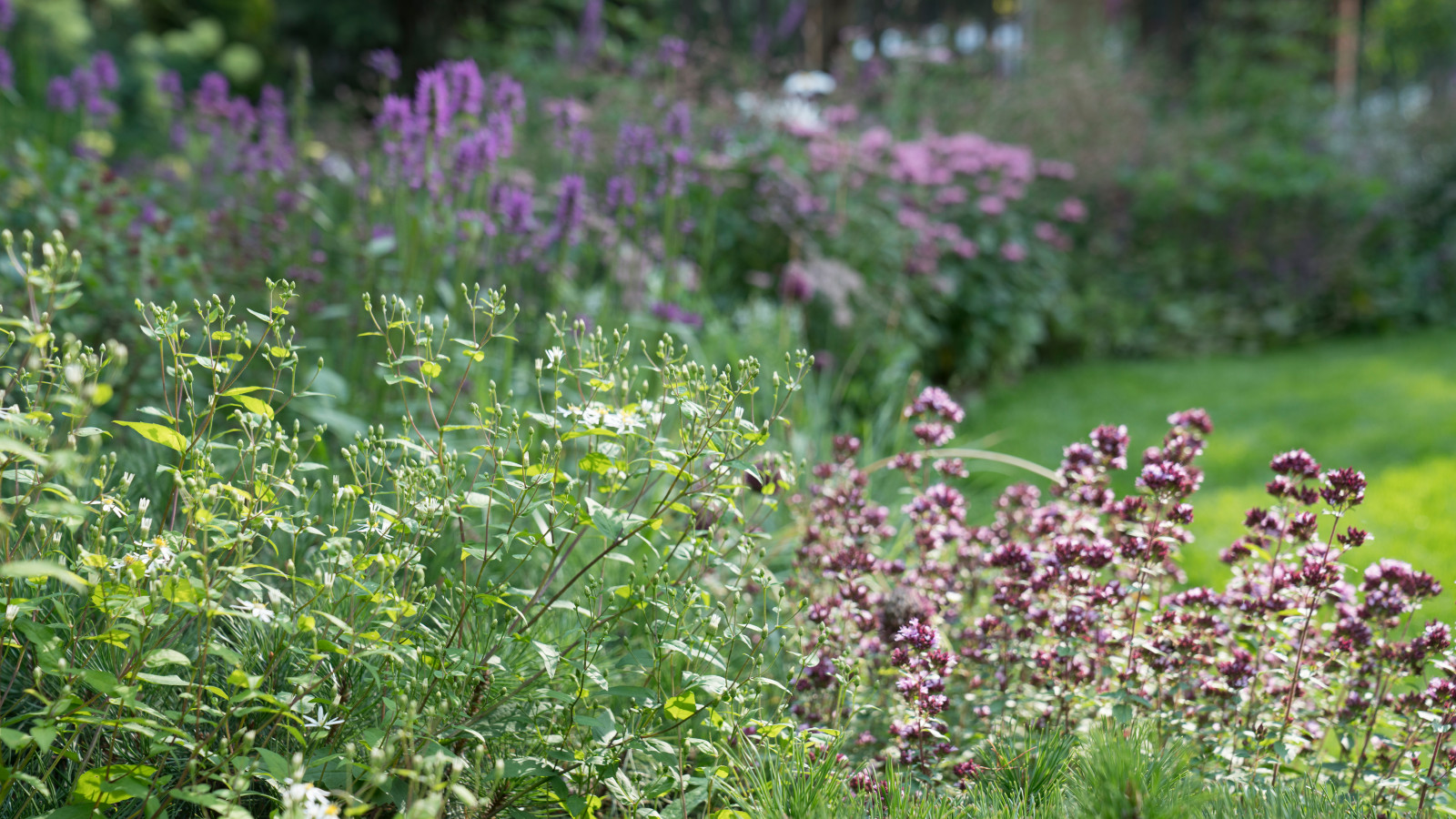 Очарование английского сада КП Балтия 2018 г