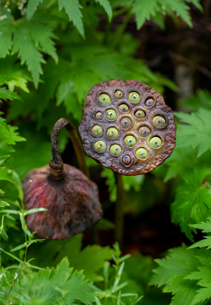 Фотосъемка Сада   по  Метрелинку на MFS 2019 Авторы М,Береснева М. ПРИНТЦ