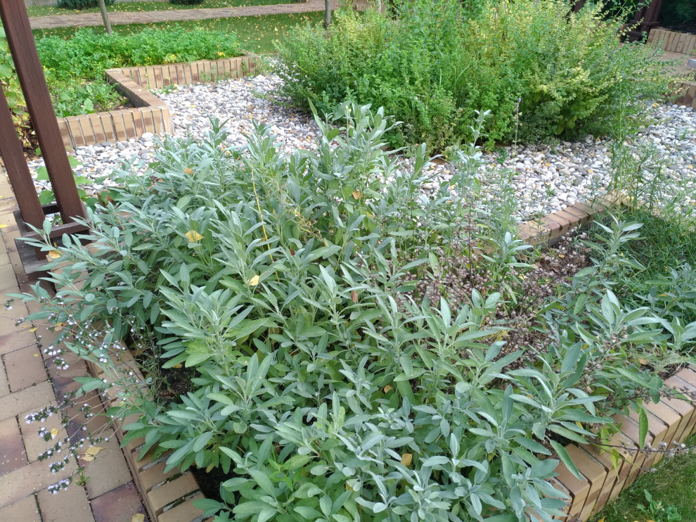 Бельгийка 02