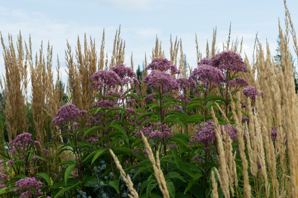 Многолетники