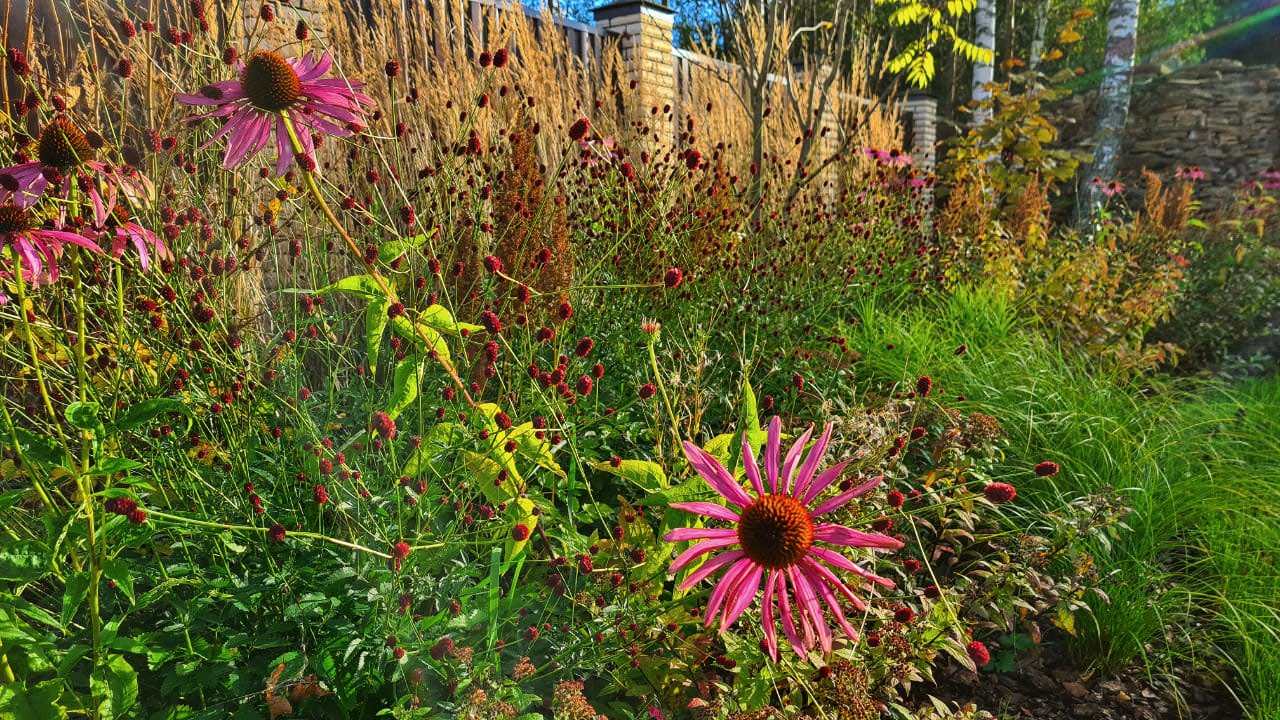 Сад  коллекционера