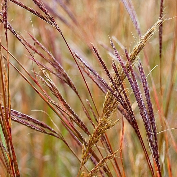 Хороший вопрос: Как выбрать лучшие злаки для вашего сада