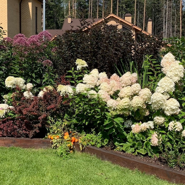 Ландшафтный дизайн. Цветущие гортензии.