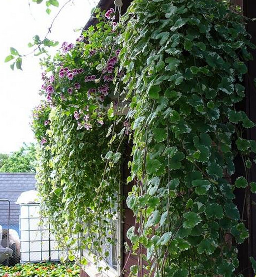 Цветы за окном квартиры: 9 готовых схем