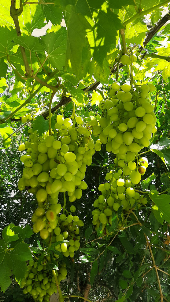 Ландшафтный дизайн