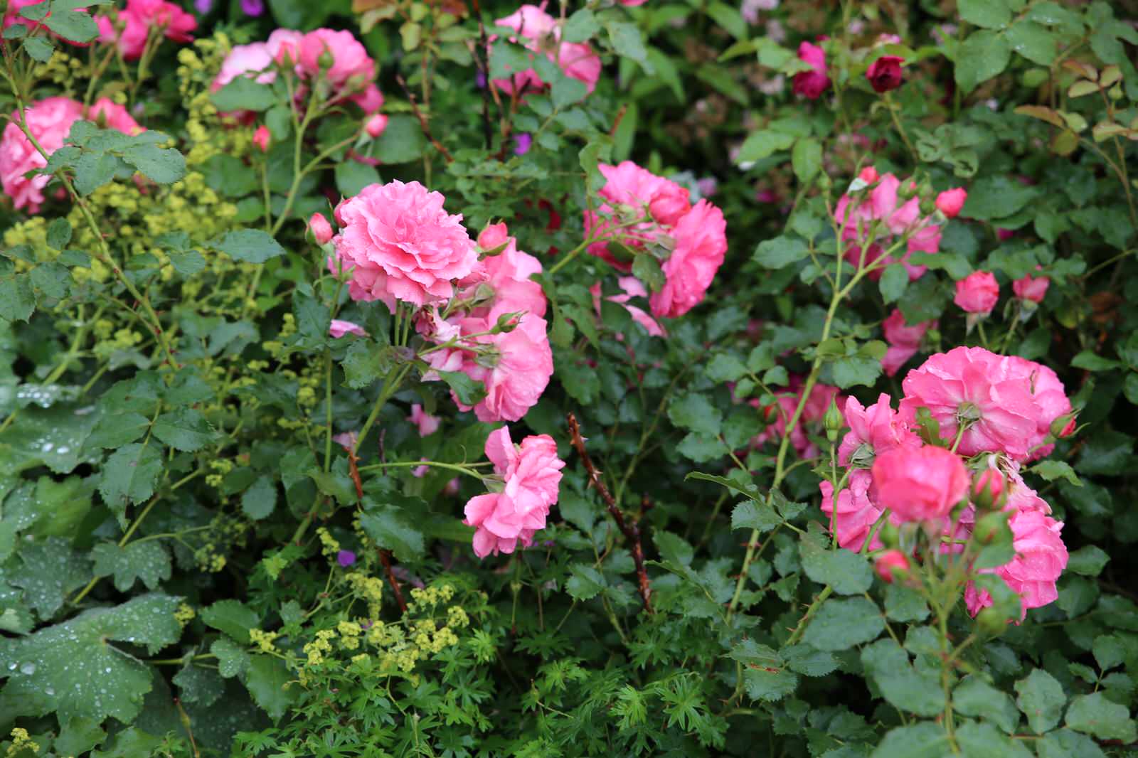 Портреты растений