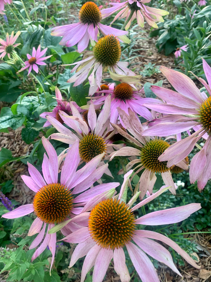 Таргайские усадьбы